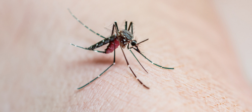 Febrasgo cria grupo de trabalho sobre manejo da dengue na gestação