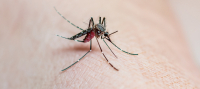 Febrasgo cria grupo de trabalho sobre manejo da dengue na gestação