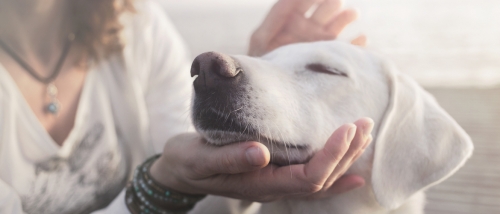 Uso de cães farejadores no diagnóstico do câncer do colo do útero