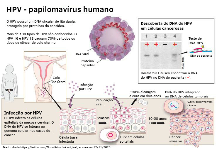Infográfico HPV